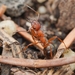 Isabelline Mound Ant - Photo (c) Jonghyun Park, some rights reserved (CC BY), uploaded by Jonghyun Park