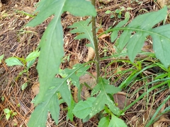 Erechtites valerianifolius