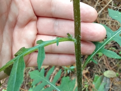 Erechtites valerianifolius