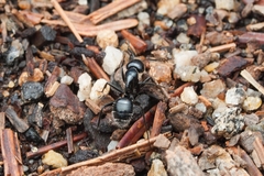 Camponotus laevissimus