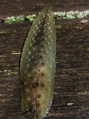 Athoracophorus papillatus