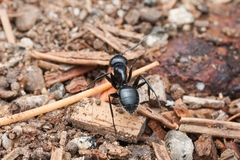 Camponotus laevissimus