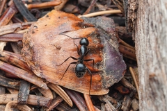 Camponotus laevissimus