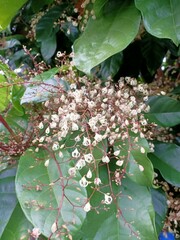Sterculia monosperma