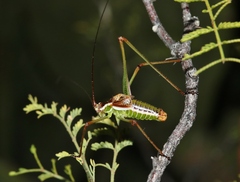 Obolopteryx oreoeca