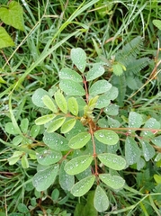Indigofera suffruticosa