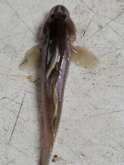 Rhinogobius candidianus