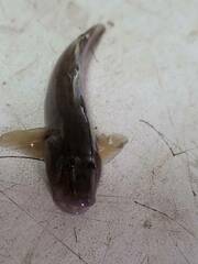 Rhinogobius candidianus