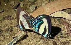 Nacaduba cyanea