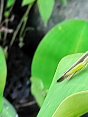 Gesonula punctifrons