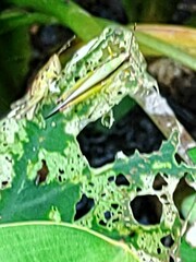 Gesonula punctifrons