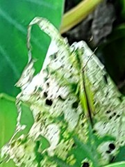 Gesonula punctifrons