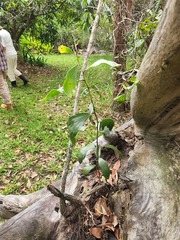 Acacia leiocalyx