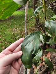 Acacia leiocalyx