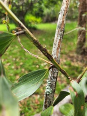 Acacia leiocalyx