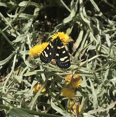 Phalaenoides tristifica