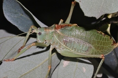 Paracyrtophyllus excelsus