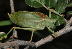 Paracyrtophyllus excelsus