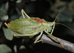 Paracyrtophyllus excelsus