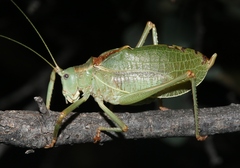 Paracyrtophyllus excelsus