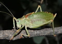 Paracyrtophyllus excelsus