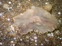 Polycladida