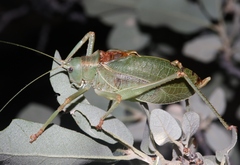 Paracyrtophyllus excelsus