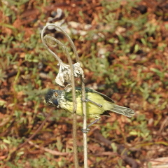 Todirostrum maculatum