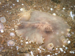 Polycladida
