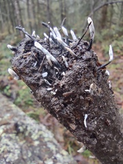 Xylaria hypoxylon