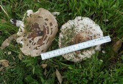 Rhacodium