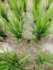 Pontederia vaginalis