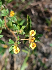 Stylosanthes