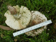 Rhacodium