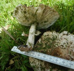 Rhacodium