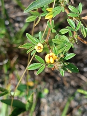 Stylosanthes
