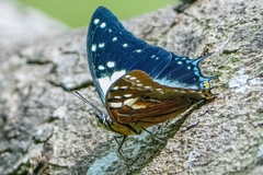 Polyura pyrrhus
