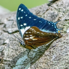 Polyura pyrrhus