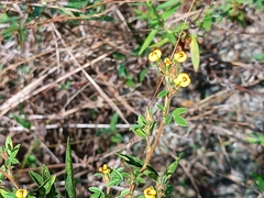 Stylosanthes