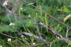 Isocarpha oppositifolia