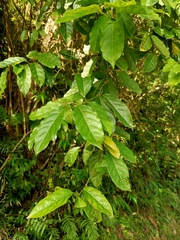 Itea parviflora