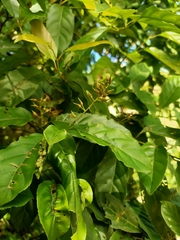 Itea parviflora