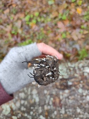 Xylaria hypoxylon