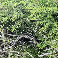 Isocarpha oppositifolia