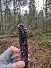 Xylaria hypoxylon