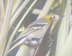 Peucedramus taeniatus