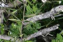 Isocarpha oppositifolia