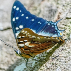 Polyura pyrrhus