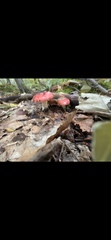 Russula sanguinea