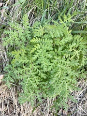 Eucrypta chrysanthemifolia